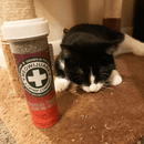 Catnip Blends - Purrple Passion - Silvervine & Catnip - 0.917 oz - J & J Pet Club - Meowijuana