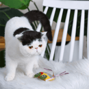 Catnip Cat Toy - Crazy Catcher - Bus - J & J Pet Club - HugSmart