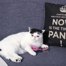 Catnip Cat Toy - Kitten Party - Popcorn - J & J Pet Club - HugSmart