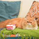 Catnip Cat Toy - Kitten Party - Strawberry Cake - J & J Pet Club - HugSmart