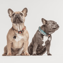 Chemical-Free, Ultrasonic Tick and Flea Repellent For Pets - J & J Pet Club - TICKLESS