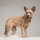 Chemical-Free, Ultrasonic Tick and Flea Repellent For Pets - J & J Pet Club - TICKLESS