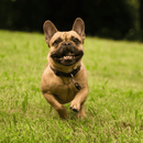 Chemical-Free, Ultrasonic Tick and Flea Repellent For Pets - J & J Pet Club - TICKLESS