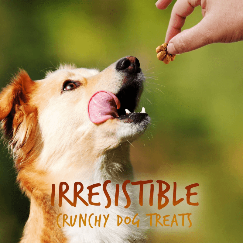 Crunchy Baked Dog Treat - Pumpkin & Banana Flavor - 12 oz - J & J Pet Club - Fruitables