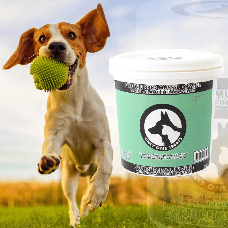 Dog & Cat Supplement - Green Lipped Mussel Powder - J & J Pet Club - Only One Treats