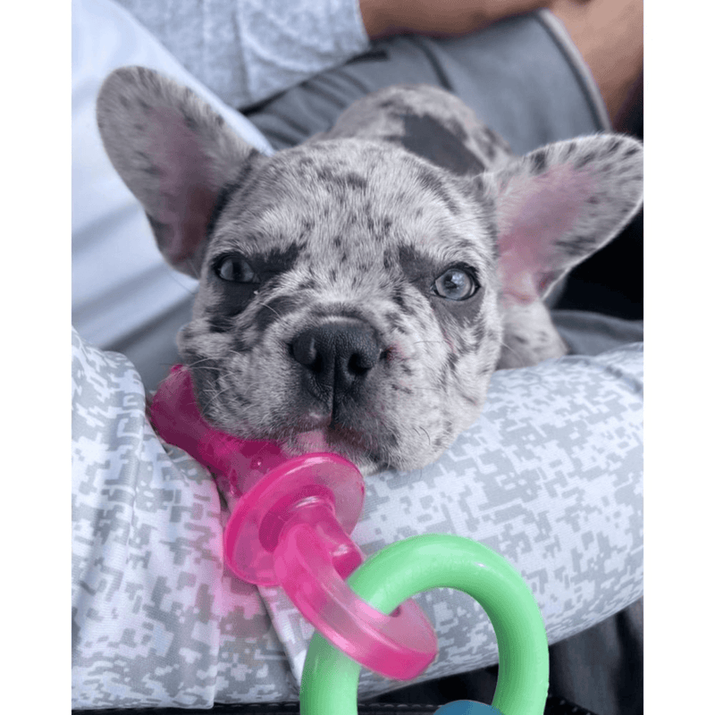 Dog Chewing Toy - PUPPY CHEW - Puppy Pacifier Teething Toy (Bacon Flavor) - J & J Pet Club - Nylabone