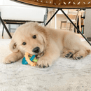 Dog Chewing Toy - PUPPY CHEW - Puppy Teething Rings (Bacon Flavor) - J & J Pet Club - Nylabone
