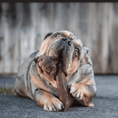 Dog Dental Chew - Whole Antler - Smoked Ham - J & J Pet Club - Dentler