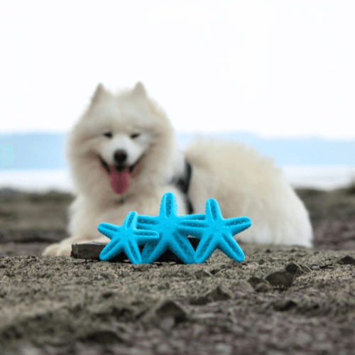 Dog Dental Toy - Star - J & J Pet Club - animora
