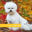 Dog Supplement - Eye Health & Tear Stain - 5.29 oz, 30 soft chews - J & J Pet Club - Veterinary Formula Clinical Care