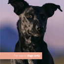 Dog Supplement - Skin Health & Itch Relief - 5.29 oz, 30 soft chews - J & J Pet Club - Veterinary Formula Clinical Care