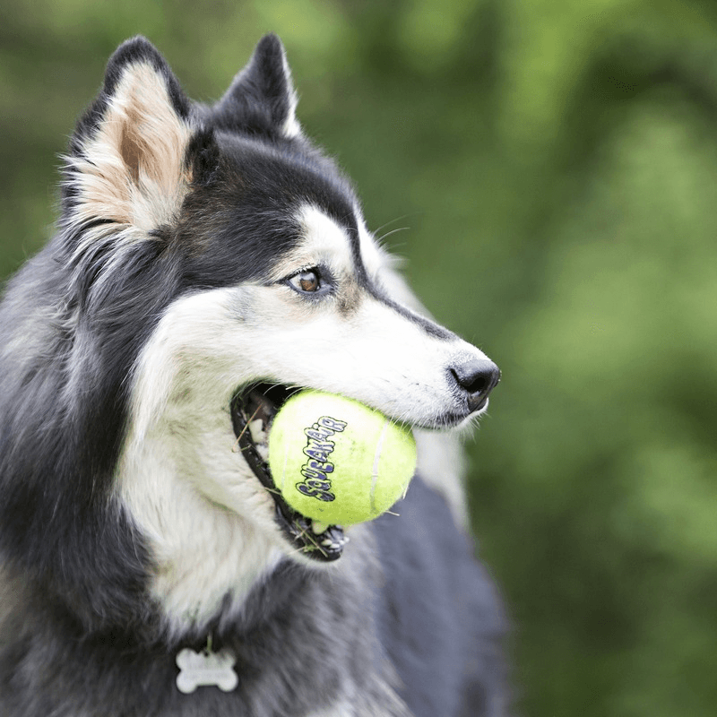 Dog Toy - SqueakAir - Tennies Balls - J & J Pet Club - Kong