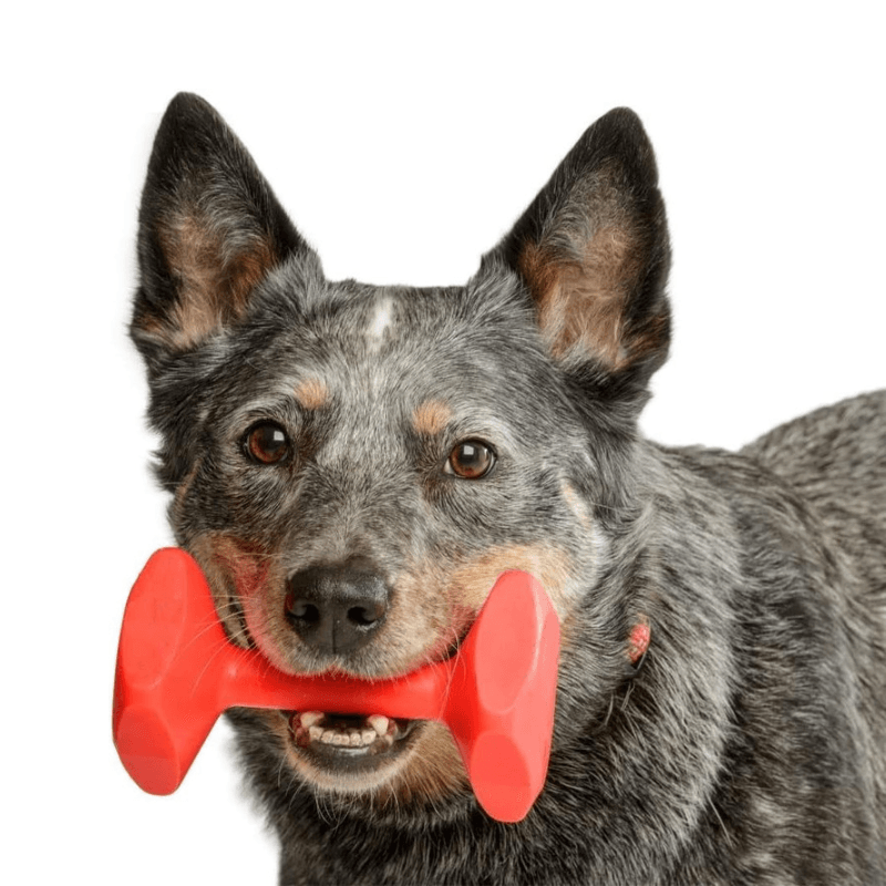 Dog Toy - Training Dumbbell - J & J Pet Club
