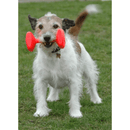 Dog Toy - Training Dumbbell - J & J Pet Club - COMPANY OF ANIMALS