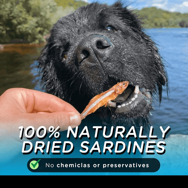 Dried Sardines - J & J Pet Club - Only One Treats