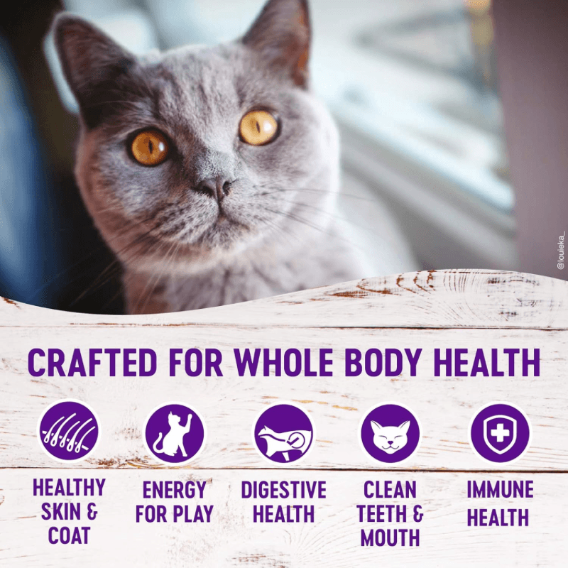 Dry Cat Food - COMPLETE HEALTH - Grain Free Salmon & Herring - INDOOR Adult - J & J Pet Club - Wellness