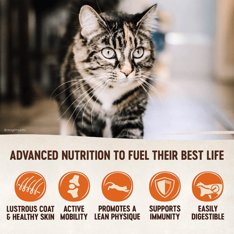 Dry Cat Food - CORE - Grain Free Turkey & Duck - Adult - 5 lb - J & J Pet Club - Wellness