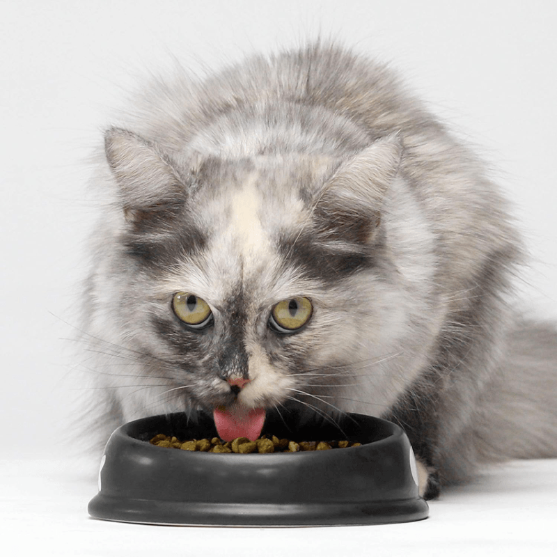 Dry Cat Food, Grain Free Wild-Caught Salmon Recipe - J & J Pet Club