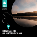 Dry Cat Food - SUBZERO - Limited Ingredients - Duck & Pear Recipe - J & J Pet Club - Nutrience