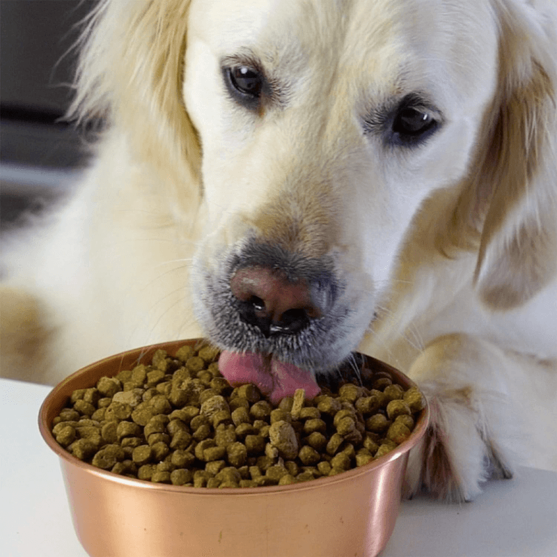 Dry Dog Food, Pasture-Raised Lamb & Ancient Grains Recipe - J & J Pet Club - Open Farm