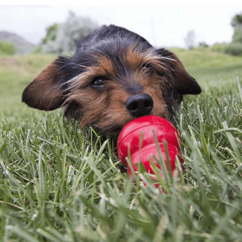 Easy Treat - Peanut Butter - 8 oz - J & J Pet Club - Kong