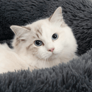 Fluffy Bed - 60 cm (20 in) diameter - J & J Pet Club - Catit