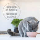 Freeze Dried Cat Food - Lamb Feast - 11 oz - J & J Pet Club - Feline Natural