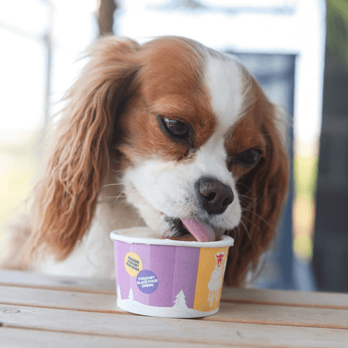 Frozen Goat Yogurt Treat for Dogs - Bananny - 300 ml - J & J Pet Club - Big Country Raw