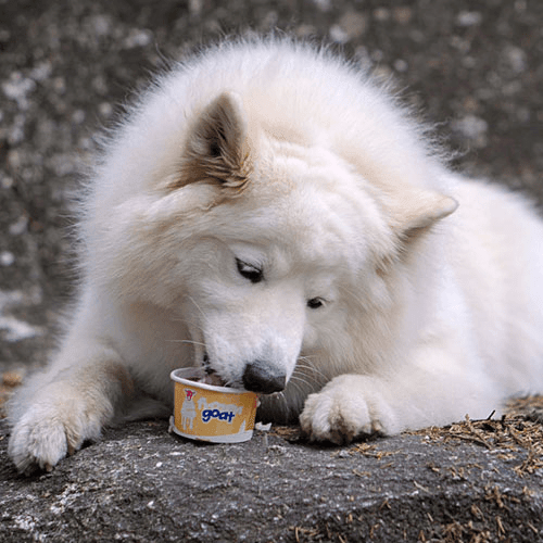 Frozen Goat Yogurt Treat for Dogs - Pumpkid - J & J Pet Club