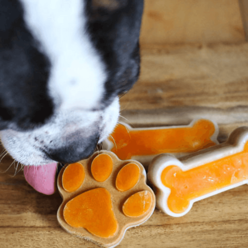 Frozen Treat Mold - Fish, Paw & Bone Shape - Large Orange - J & J Pet Club - Big Country Raw