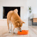 Fun Feeder Slo Bowl - Slow Feeder For Medium/ Mini Dogs - Orange - J & J Pet Club - Outward Hound