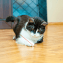 Interactive Cat Toy - Laser Pointer - J & J Pet Club - Kong