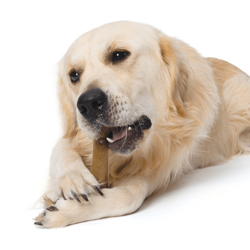 Long-Lasting Puppy Dog Chewing Toy, NOSH FLEXIBLE - Bacon Flavor - J & J Pet Club - Zeus