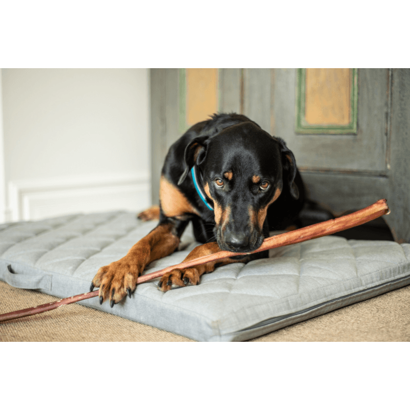 Natural Dog Chews - Beef Bully Stick - 18" - 1 pc (Bulk) - J & J Pet Club - Hero Dog Treats