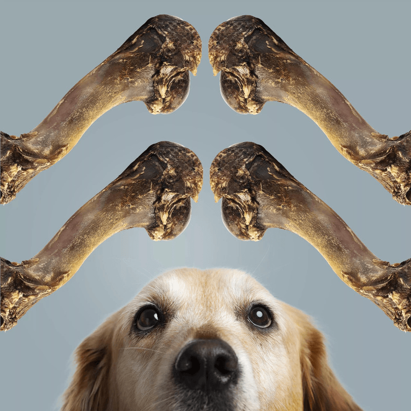 Natural Dog Chews - Bucky Funny Bone (Venison Humerus Bone) - 1 pc - J & J Pet Club - Roam Pet Treats