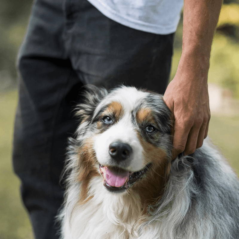 Natural Dog Chews - Bucky Hoof (Venison Bone) - 1 pc - J & J Pet Club - Roam Pet Treats