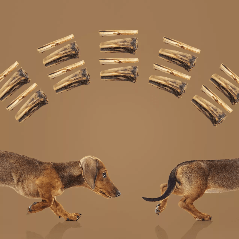 Natural Dog Chews - Kanga Chew (Kangaroo Knuckle & Shin Bone) - 1 pc - J & J Pet Club - Roam Pet Treats