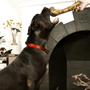 Natural Dog Chews - XLarge Ham Bone - 1 pc (Bulk) - J & J Pet Club - Redbarn