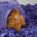 Natural Small Pet Bedding - Purple - 23 L - J & J Pet Club - Carefresh