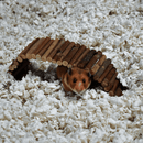 Natural Small Pet Bedding - White - J & J Pet Club - Carefresh