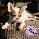 Oven Baked Dog Treat - Training Bitz - Assorted Mix - 8 oz - J & J Pet Club - OLD MOTHER HUBBARD