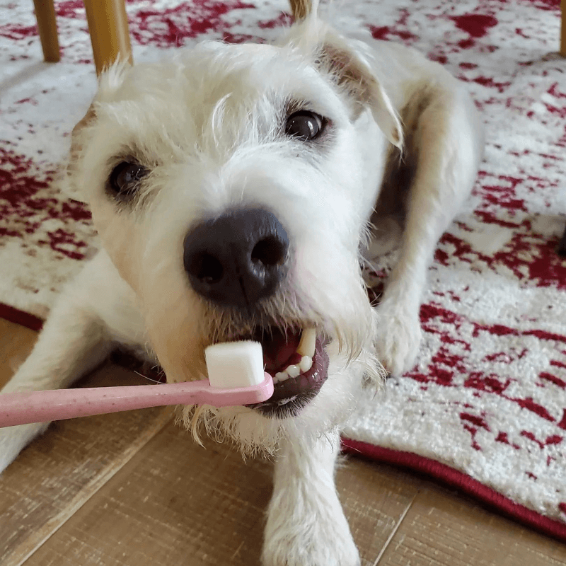Puppy Polisher Eco Toothbrush (M/LG) - J & J Pet Club - Wag & Bright
