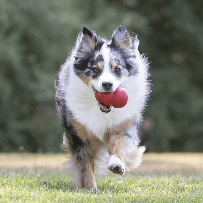 Rubber Dog Chewing Toys - Kong Classic - Red - J & J Pet Club - Kong