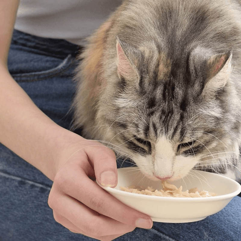 Side Dish Cat Treat - CHICKEN STEW - Chicken & Cheese Recipe - 1.4 oz pouch - J & J Pet Club - Inaba