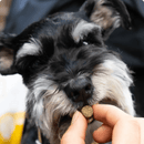 Soft & Chewy Dog Treat - Be Good Bites - Chicken Recipe - 6 oz - J & J Pet Club - Open Farm