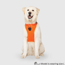 The Everything Harness - Mesh Series - Orange - J & J Pet Club - Canada Pooch