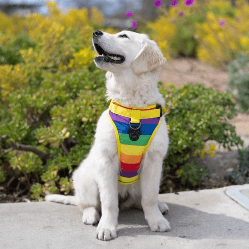 The Everything Harness, Water-Resistant Series, Rainbow - J & J Pet Club - Canada Pooch