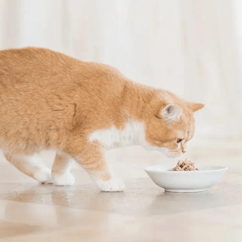 Wet Cat Food Topper - IN JELLY - Tuna, Chicken & Shrimp - 100 g pouch - J & J Pet Club - Schesir