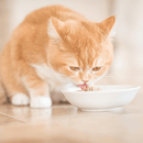 Wet Cat Food Topper - Multipack IN COOKING BROTH - Tuna, Tuna & Sea Bream, Chicken Fillets - 70 g can, case of 6 - J & J Pet Club - Schesir