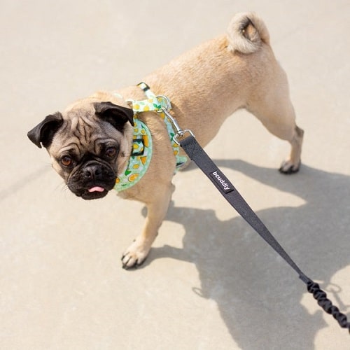 Bungee Dog Leash (For dogs under 35lbs) Bcuddly Pet Leashes.